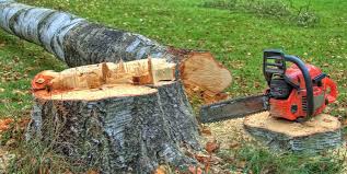 Best Storm Damage Tree Cleanup  in Croswell, MI