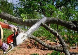 How Our Tree Care Process Works  in Croswell, MI