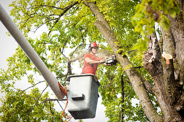 Best Emergency Tree Removal  in Croswell, MI