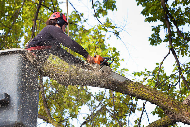 Croswell, MI Tree Services Company